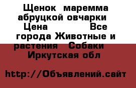 Щенок  маремма абруцкой овчарки › Цена ­ 50 000 - Все города Животные и растения » Собаки   . Иркутская обл.